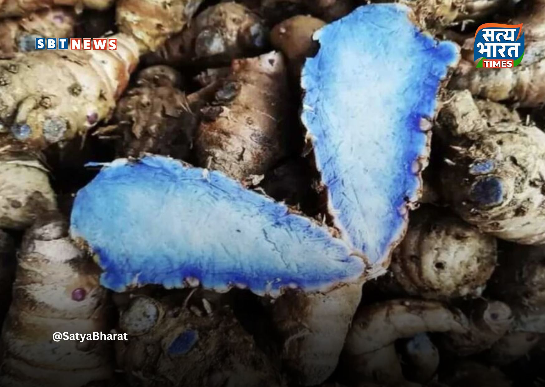 हल्दी का नाम सुनते ही आमतौर पर हमारे दिमाग में पीले रंग की वही पारंपरिक हल्दी आती है, जिसका इस्तेमाल सदियों से रसोई और आयुर्वेद में होता रहा है। लेकिन बहुत कम लोग जानते हैं कि भारत की धरती पर एक बेहद दुर्लभ और खास किस्म की हल्दी भी पाई जाती है, जिसे ‘नीली हल्दी’ या ‘ब्लू गोल्ड’ कहा जाता है। इसका रंग गहरा नीला या नीला-बैंगनी होता है और यह सामान्य हल्दी से बिल्कुल अलग गुणों से भरपूर मानी जाती है।  नीली हल्दी मुख्य रूप से पूर्वोत्तर भारत और कुछ पहाड़ी क्षेत्रों में पाई जाती है। आयुर्वेद और पारंपरिक चिकित्सा पद्धतियों में इसका उपयोग औषधि के रूप में किया जाता रहा है। इसमें मौजूद प्राकृतिक तत्व शरीर की सूजन कम करने, इम्यूनिटी बढ़ाने और एंटीऑक्सीडेंट के रूप में काम करने में मदद करते हैं। माना जाता है कि यह त्वचा संबंधी समस्याओं, घाव भरने और जोड़ों के दर्द में भी लाभकारी हो सकती है।  इसके अलावा नीली हल्दी को मानसिक स्वास्थ्य के लिए भी उपयोगी बताया जाता है। कुछ विशेषज्ञों के अनुसार यह तनाव कम करने और दिमाग को शांत रखने में सहायक हो सकती है। इसकी दुर्लभता और औषधीय गुणों के कारण ही इसे ‘ब्लू गोल्ड’ कहा जाता है। हालांकि, यह आम बाजार में आसानी से उपलब्ध नहीं होती और इसका उपयोग चिकित्सकीय सलाह के बाद ही करना चाहिए।  कुल मिलाकर, नीली हल्दी न सिर्फ रंग में अनोखी है बल्कि अपने गुणों के कारण भी खास मानी जाती है। पीली हल्दी के बाद अब यह दुर्लभ नीली हल्दी भी लोगों के बीच धीरे-धीरे पहचान बना रही है, जो भारत की समृद्ध जड़ी-बूटी परंपरा का एक और अनमोल उदाहरण है।